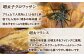 パン クロワッサン 明太子パン 明太子 辛子明太子 お惣菜パン