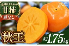 【2025年10月以降発送】福岡より直送！ 種がほとんどない新ブランド 柿 秋王 約1.75kg＜一般社団法人地域商社ふるさぽ＞那珂川市 [GBX050]