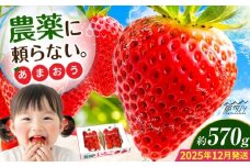 【2025年12月より発送】『自然環境農法』で育てた福岡県産 あまおう 約285g×2パック＜おおきベリー株式会社＞那珂川市 [GZE007]