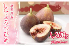 【期間限定発送】 いちじく とよみつひめ 300g 4p 1.2kg [南国フルーツ 福岡県 宇美町 um40azo970027] イチジク 無花果 フルーツ 果物