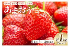 期間限定 いちご あまおう 250g×4パック【1月15日〜3月末発送】[増田青果 福岡県 宇美町 um40beq650002] 苺 イチゴ フルーツ 甘い あまい 季節限定