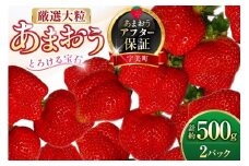 いちご 厳選大粒 あまおう 約250g〜270g 2パック 計約 500g [THE FARM_strawberry 福岡県 宇美町 um40azo780013] 苺 イチゴ フルーツ 果物 果実 くだもの 甘い あまい 大粒