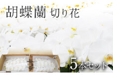 胡蝶蘭 切り花 5本 南里園芸 こちょうらん お祝い プレゼント 母の日 内祝い ギフト 花ギフト 送料 生花 花束 贈り物 送料無料