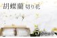 胡蝶蘭 切り花 5本