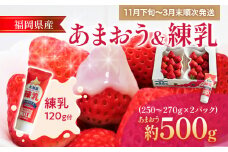 福岡産 あまおう  2パック 合計約500g～540g コンデンスミルク 練乳 いちご 苺 果物 フルーツ 九州産 福岡県産 冷蔵 送料無料【11月下旬発送開始予定】