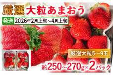 【2026年発送先行予約】厳選大粒あまおう(約250～270g×2パック) いちご フルーツ 果物 あまおう 苺 イチゴ ギフト 大粒 福岡【発送時期2026年2月上旬～2026年4月上旬】