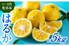 AA090.福岡柑橘王国・はるか／約5kg(2026年1月末～2月末発送予定)