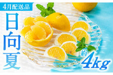 AA098.いわくま果樹園の「日向夏」約4kg／2026年4月発送予定