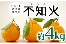 AA196.いわくま果樹園自慢の不知火／約4kg(2026年2～3月発送予定)