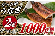 A1470.ジャンボうなぎの蒲焼２尾（計１，０００ｇ前後）『１～２ヶ月前後でお届け！！』