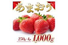福岡県産 あまおう 1000g　先行予約 2026年1月以降より順次発送　BA006-3