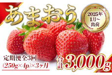 定期便全3回 福岡県産 あまおう 合計3000g 先行予約 2026年1月より順次発送　BA008-3