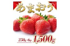 定期便全3回 福岡県産 あまおう 合計1500g 先行予約 2026年1月より順次発送　BA