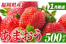 ＜先行予約受付中！2026年1月上旬以降順次発送予定＞ 福岡県産 あまおう (計500g・250g×2パック) いちご イチゴ 苺 ストロベリー 果物 フルーツ おやつ デザート スイーツ 福岡県 小分け アマオウ 1月発送 期間限定 数量限定 冷蔵 【エフビーネット】as47-003