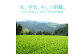 【6ヶ月定期便】【八女茶】奥八女星野村 深蒸し高級煎茶(深蒸し茶)100g×2袋