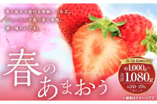 春のあまおう 2L・2A・G規格以上 約250～270g×4パック あまおう いちご イチゴ 苺 果物 くだもの フルーツ【2025年3月上旬～4月下旬発送予定】