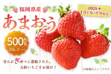 福岡県産 あまおう 500g （ 250g × 2パック ） 苺 イチゴ いちご 大粒 果物 フルーツ 福岡 福岡県 【2025年1月上旬～1月下旬発送予定】