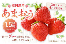 福岡県産 あまおう 1500g （250g×6パック） 苺 イチゴ いちご 大粒 果物 フルーツ 福岡 福岡県【2025年2月上旬～4月下旬発送予定】