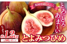 いちじく 福岡県産 ブランド いちじく とよみつひめ 約1.2kg (約300g×4パック) 【配送不可地域あり】【着日指定不可】 《8月中旬-9月末頃出荷(土日祝除く)》 福岡県 鞍手郡 小竹町 いちじく イチジク 果物 フルーツ 送料無料