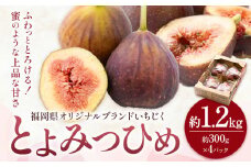 いちじく 無花果 とよみつひめ 約1.2kg 約300g × 4パック 南国フルーツ株式会社《8月上旬-10月中旬頃出荷》福岡県 小竹町 福岡県産 いちじく フルーツ 果物