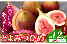いちじく産 ブランド いちじく とよみつひめ 約1.2kg (約300g×4パック) 【配送不可地域あり】【日付指定不可】 《令和5年8月中旬-9月末頃出荷(土日祝除く)》 いちじく イチジク 果物 フルーツ