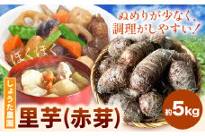 里芋 赤芽里芋 約5kg しょうた農園《11月上旬-3月末頃出荷》福岡県 鞍手町 さといも 里芋 野菜 送料無料