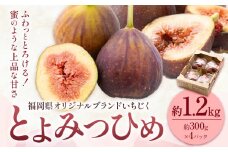 いちじく 無花果 とよみつひめ 約1.2kg 約300g × 4パック 南国フルーツ株式会社《8月上旬-10月中旬頃出荷》福岡県 鞍手町 福岡県産 いちじく フルーツ 果物