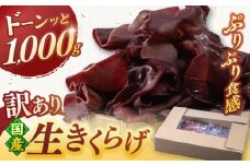 福岡県産 生きくらげ 1kg 木耳 キクラゲ 国産 ▼ 訳あり 訳アリ わけあり ワケアリ ご自宅用 きくらげ 生キクラゲ  生木耳 きのこ キノコ 菌床 桂川町/オドラ株式会社[ADBA001]