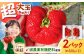 超大玉 あまおう 福岡 博多あまおう いちご 苺 イチゴ 先行受付 予約 あまおう