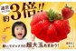 超大玉 あまおう 福岡 博多あまおう いちご 苺 イチゴ 先行受付 予約 あまおう
