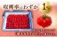 超大玉 あまおう 福岡 博多あまおう いちご 苺 イチゴ 先行受付 予約 あまおう