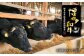 【12回定期便】 博多和牛 ロースステーキ 合計400g 200g×2枚 和牛 牛肉