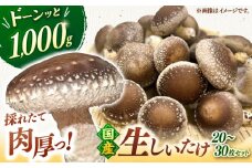 生しいたけ 1kg　▼生シイタケ 生椎茸 しいたけ 椎茸 シイタケ 国産 福岡 冷蔵 桂川町/オドラ株式会社 [ADBA014]