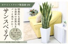 サンスベリア 7号 ホワイトスクエア陶器鉢SW 高さ：約70cm～1m 【観葉植物 植物 サンスベリア 7号 鉢付 インテリア 部屋 室内 オフィス 癒し エコ グリーン マイナスイオン リラックス オシャレ おしゃれ ギフト プレゼント 贈り物 人気 おすすめ  福岡県筑前町 送料無料 AG002】
