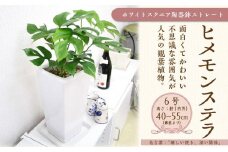 ヒメモンステラ 6号 ホワイトスクエア陶器鉢 ストレート【観葉植物 植物 ヒメモンステラ 6号 鉢付 インテリア 部屋 室内 オフィス 癒し エコ グリーン マイナスイオン リラックス オシャレ おしゃれ ギフト プレゼント 贈り物 人気 おすすめ  福岡県筑前町 送料無料 AG004】