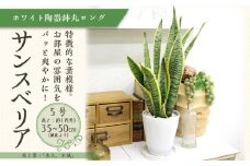 サンスベリア 5号 ホワイト陶器鉢 丸ロング 高さ：約35cm～50cm内外(鉢底より) 【観葉植物 植物 サンスベリア 5号 鉢付 インテリア 部屋 室内 オフィス 癒し エコ グリーン マイナスイオン リラックス オシャレ おしゃれ ギフト プレゼント 贈り物 人気 おすすめ  福岡県筑前町 送料無料 AG003】