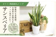 サンスベリア 5号 ホワイト陶器鉢 丸ロング 高さ：約35cm～50cm内外(鉢底より) 【観葉植物 植物 サンスベリア 5号 鉢付 インテリア 部屋 室内 オフィス 癒し エコ グリーン マイナスイオン リラックス オシャレ おしゃれ ギフト プレゼント 贈り物 人気 おすすめ  福岡県筑前町 送料無料 AG003】