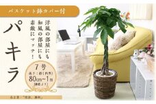 パキラ 7号 ブラウンバスケット鉢カバー 高さ：約80cm～1m内外(鉢底より) 【観葉植物 植物 パキラ バスケット 鉢付 インテリア 部屋 室内 オフィス 癒し エコ グリーン マイナスイオン リラックス オシャレ おしゃれ ギフト プレゼント 贈り物 人気 おすすめ  福岡県筑前町 送料無料 AG005】