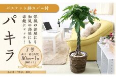 パキラ 7号 ブラウンバスケット鉢カバー 高さ：約80cm～1m内外(鉢底より) 【観葉植物 植物 パキラ バスケット 鉢付 インテリア 部屋 室内 オフィス 癒し エコ グリーン マイナスイオン リラックス オシャレ おしゃれ ギフト プレゼント 贈り物 人気 おすすめ  福岡県筑前町 送料無料 AG005】