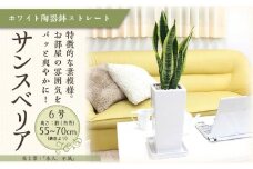 サンスベリア ホワイト陶器鉢 6号 ストレート 高さ：約55～70cm 【観葉植物 植物 サンスベリア 6号 鉢付 インテリア 部屋 室内 オフィス 癒し エコ グリーン マイナスイオン リラックス オシャレ おしゃれ ギフト プレゼント 贈り物 人気 おすすめ  福岡県筑前町 送料無料 AG006】