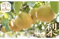 旬の梨（約5kg)＜筑前町産 産地直送＞【梨 なし ナシ 幸水 豊水 秋月 新高 王秋 愛宕 果物 くだもの 果実 フルーツ 新鮮 フレッシュ 旬 筑前町産 食品 おすすめ 人気 ふるさと納税 福岡県 筑前町 送料無料 AE002】