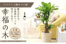 【観葉植物】幸福の木 7号 ホワイトバスケット鉢カバー 高さ：約75cm～90cm内外(鉢底より) 土の表面：ウッドチップ【観葉植物 植物 鉢付 インテリア 部屋 室内 オフィス 癒し エコ グリーン マイナスイオン リラックス オシャレ おしゃれ ギフト プレゼント 贈り物 人気 おすすめ  福岡県筑前町 送料無料 AG001】
