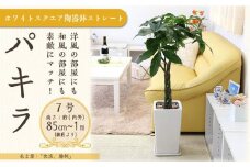 パキラ 7号 ホワイトスクエア陶器鉢 ストレート 高さ:約85cm～1m内外(鉢底より)【観葉植物 植物 パキラ 7号 鉢付 インテリア 部屋 室内 オフィス 癒し エコ グリーン マイナスイオン リラックス オシャレ おしゃれ ギフト プレゼント 贈り物 人気 おすすめ  福岡県筑前町 送料無料 AG007】