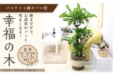 【観葉植物】幸福の木 8号 ストライプバスケット鉢カバー 高さ:約1m～1.2m(鉢底より)  土の表面：ウッドチップ 【観葉植物 植物 幸福の木 8号 鉢付 インテリア 部屋 室内 オフィス 癒し エコ グリーン マイナスイオン リラックス オシャレ おしゃれ ギフト プレゼント 贈り物 人気 おすすめ  福岡県筑前町 送料無料 AG008】