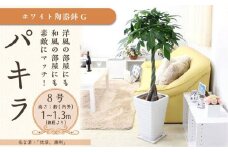 パキラ 8号 ホワイト陶器鉢 G 高さ:約1m～1.3m内外(鉢底より)【観葉植物 植物 パキラ 8号 鉢付 インテリア 部屋 室内 オフィス 癒し エコ グリーン マイナスイオン リラックス オシャレ おしゃれ ギフト プレゼント 贈り物 人気 おすすめ  福岡県筑前町 送料無料 AG011】