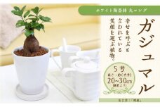 幸せを見守る樹 ガジュマル 5号 ホワイト陶器鉢 丸ロング 土の表面:ウッドチップ 【観葉植物 植物 がじゅまる ガジュマル 樹木 5号 鉢付 インテリア 部屋 室内 オフィス 癒し エコ グリーン マイナスイオン リラックス オシャレ おしゃれ ギフト プレゼント 贈り物 人気 おすすめ  福岡県筑前町 送料無料 AG012】