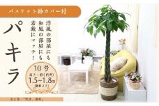 パキラ 10号 ストライプバスケット鉢カバー 土の表面:ウッドチップ【観葉植物 植物 パキラ 10号 バスケット 鉢付 インテリア 部屋 室内 オフィス 癒し エコ グリーン マイナスイオン リラックス オシャレ おしゃれ ギフト プレゼント 贈り物 人気 おすすめ  福岡県筑前町 送料無料 AG010】