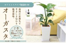 オーガスタ 7号 ホワイトスクエア陶器鉢SW 土の表面:ウッドチップ 【観葉植物 植物 オーガスタ 7号 鉢付 インテリア 部屋 室内 オフィス 癒し エコ グリーン マイナスイオン リラックス オシャレ おしゃれ ギフト プレゼント 贈り物 人気 おすすめ  福岡県筑前町 送料無料 AG015】