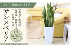 サンスベリア 7号 ホワイト陶器鉢 Gタイプ 高さ:約70～ 90cm 土の表面：ウッドチップ 【観葉植物 植物 サンスベリア 7号 鉢付 インテリア 部屋 室内 オフィス 癒し エコ グリーン マイナスイオン リラックス オシャレ おしゃれ ギフト プレゼント 贈り物 人気 おすすめ  福岡県筑前町 送料無料 AG014】