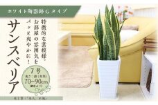 サンスベリア 7号 ホワイト陶器鉢 Gタイプ 高さ:約70～ 90cm 土の表面：ウッドチップ 【観葉植物 植物 サンスベリア 7号 鉢付 インテリア 部屋 室内 オフィス 癒し エコ グリーン マイナスイオン リラックス オシャレ おしゃれ ギフト プレゼント 贈り物 人気 おすすめ  福岡県筑前町 送料無料 AG014】
